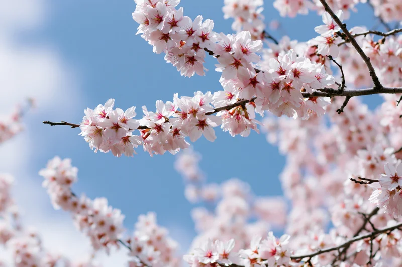 Almond tree branches covered in pale pink blossoms against a blue sky