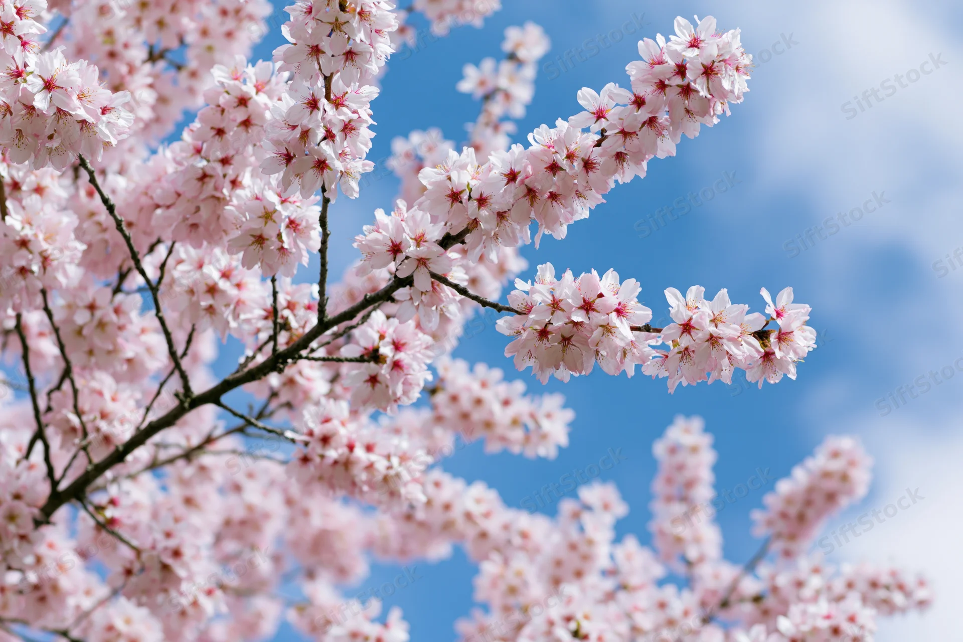 Almond tree branches covered in pale pink blossoms against a blue sky