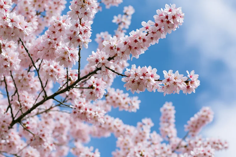 Almond tree branches covered in pale pink blossoms against a blue sky