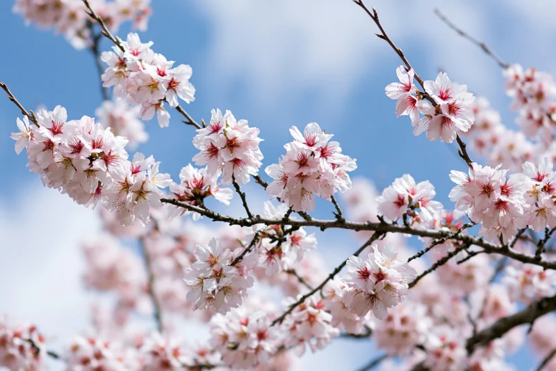 Cherry blossoms in full bloom on branches against a blue sky