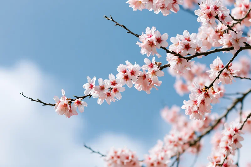Almond tree branches with pale pink blossoms against a blue sky