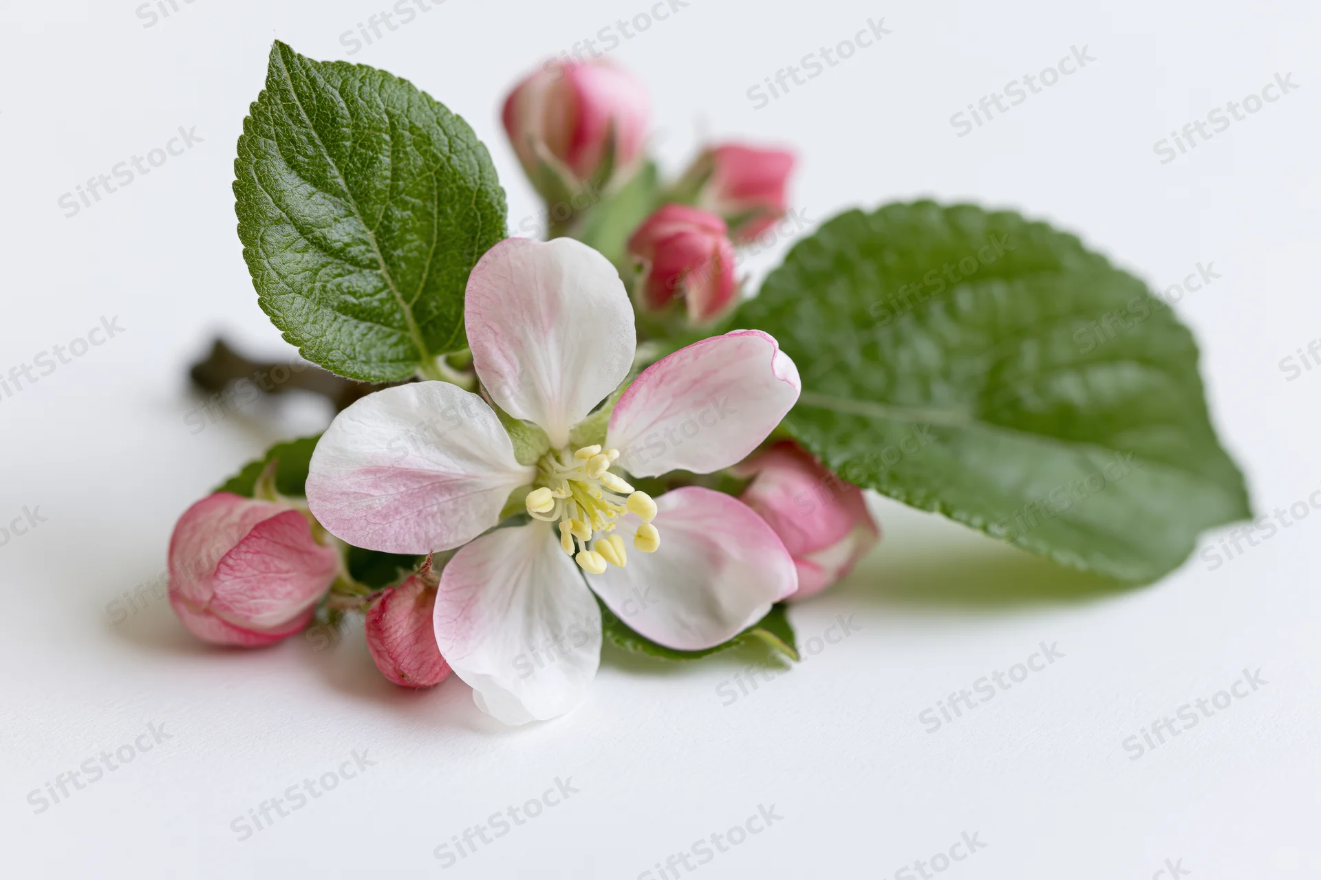 Apple blossom sprig with one open flower and buds lying flat on white surface