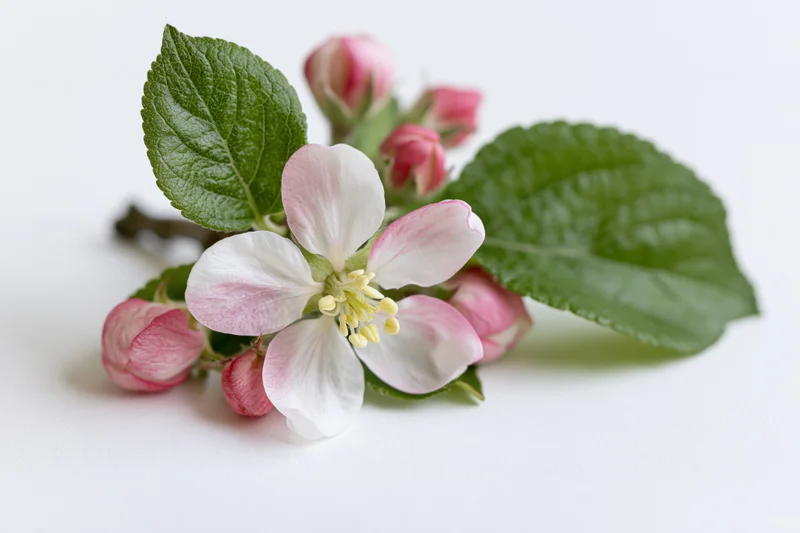 Apple blossom sprig with one open flower and buds lying flat on white surface