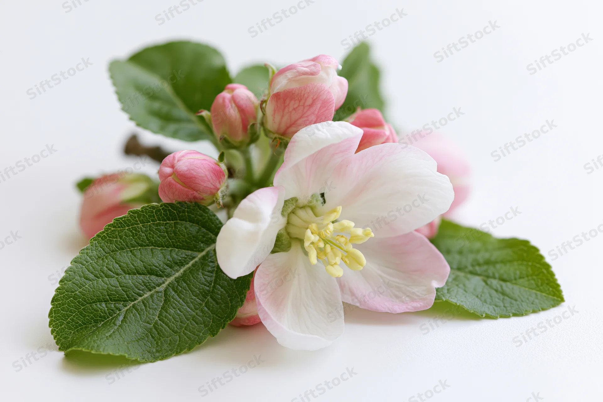Apple blossom sprig with open flower and buds lying flat on white surface