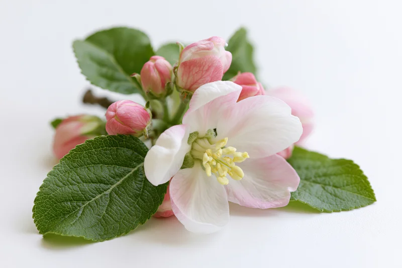 Apple blossom sprig with open flower and buds lying flat on white surface
