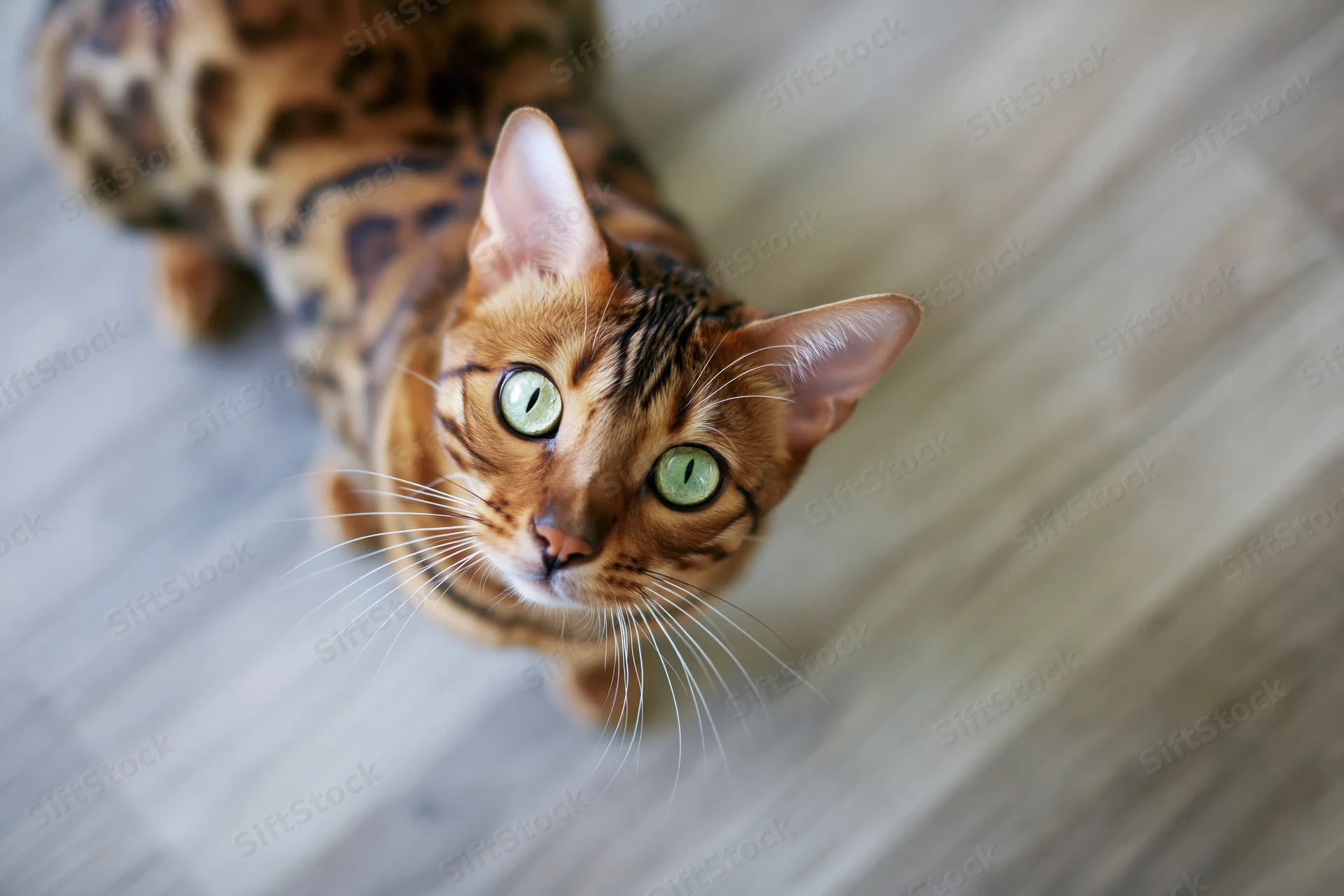 Bengal cat looking up at camera on light wood laminate floor