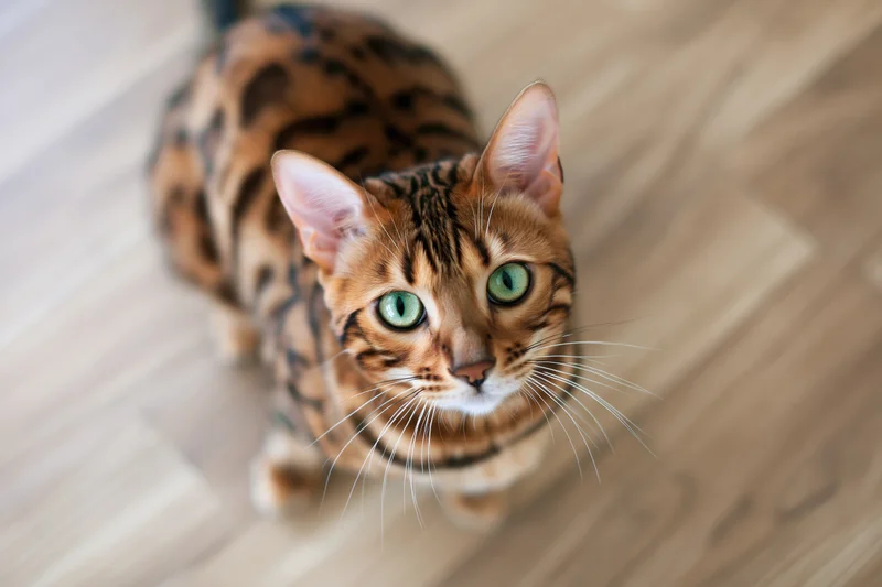Bengal cat sitting on light wood laminate floor looking up with green eyes