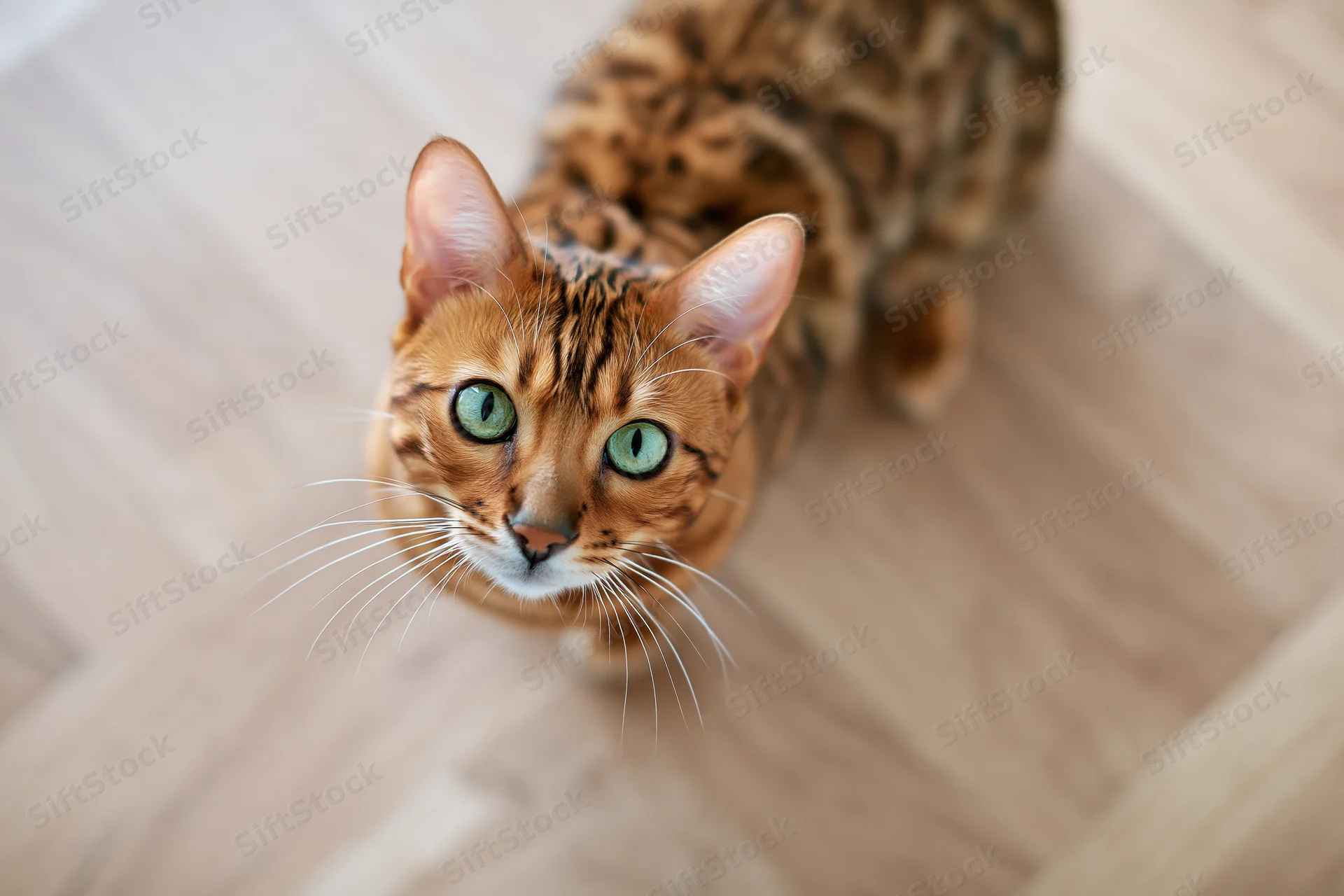 Bengal cat looking up from light wood laminate floor indoors