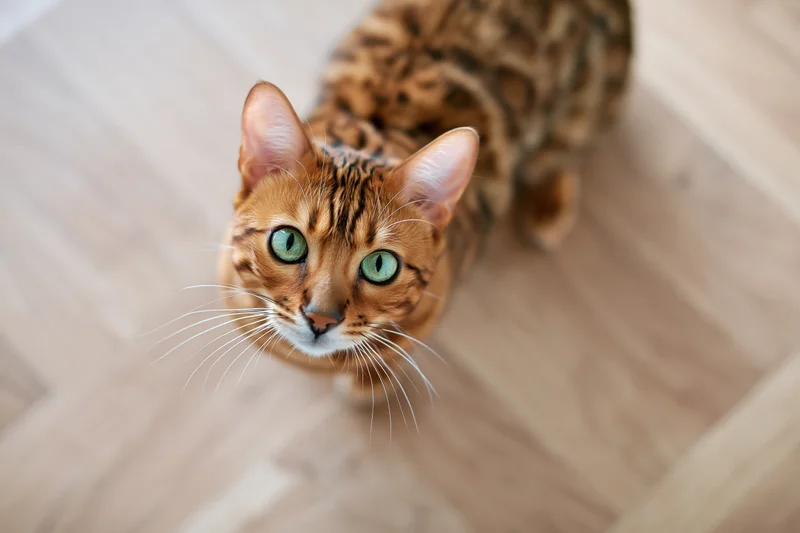 Bengal cat looking up from light wood laminate floor indoors