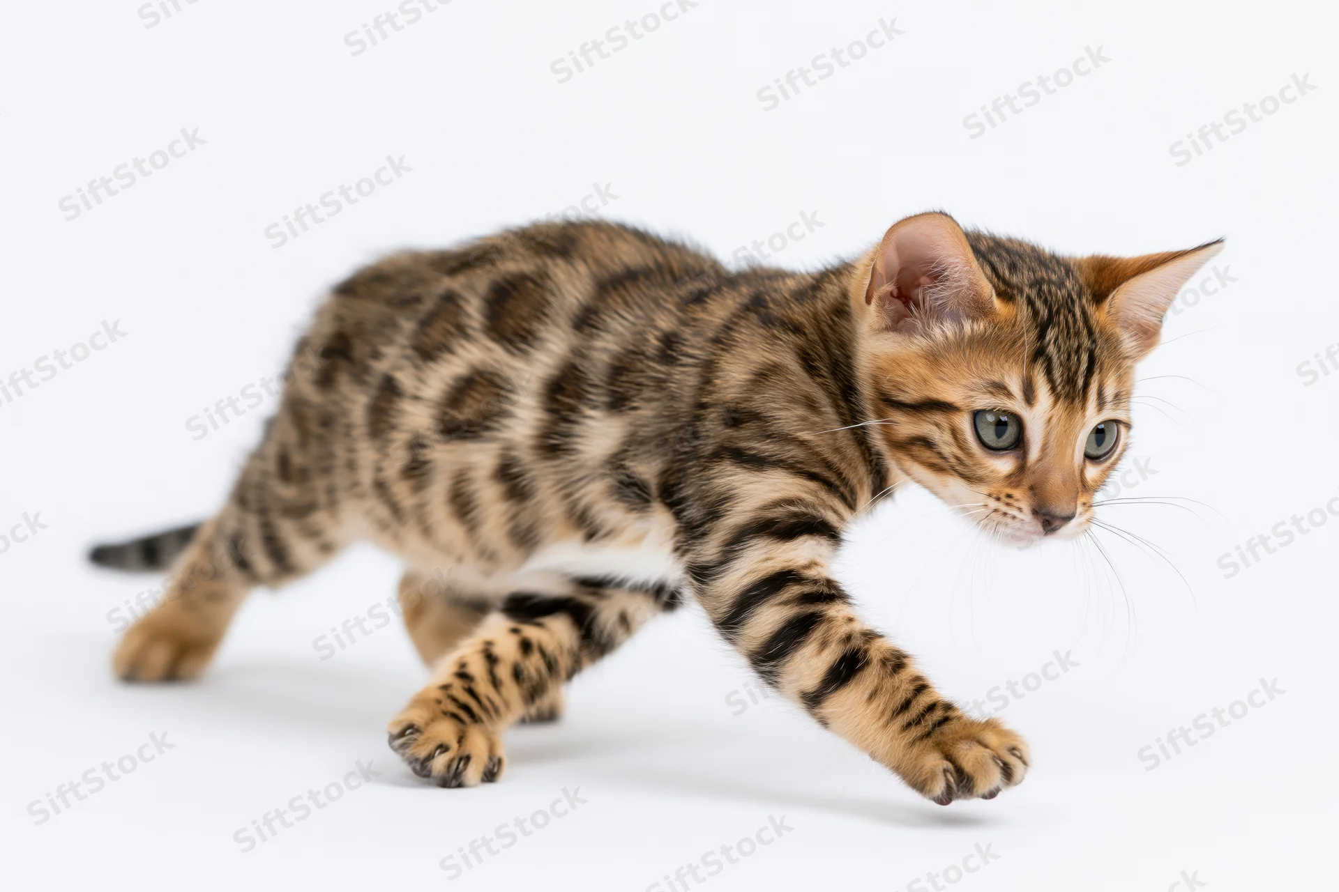 Bengal kitten mid-pounce with one front paw extended forward on white background