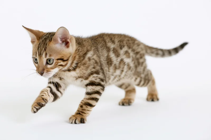 Bengal kitten mid-pounce with one front paw extended forward on white background