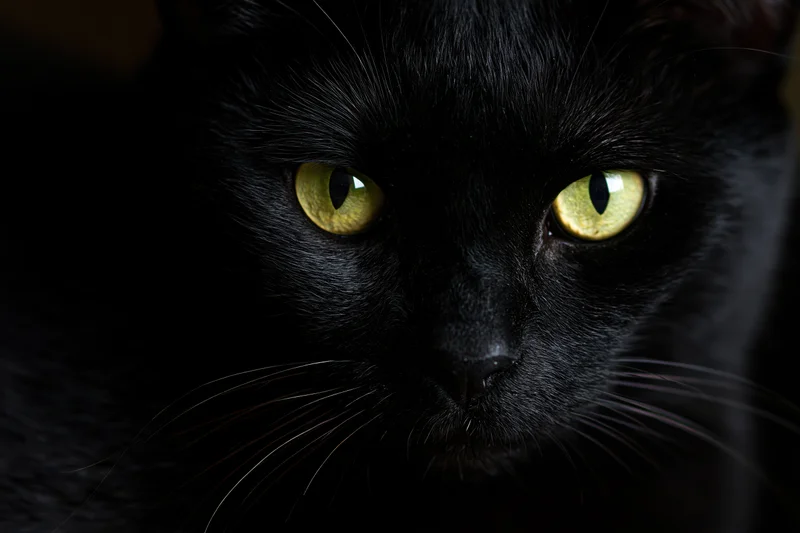 Closeup of black cat's face with intense yellow eyes staring directly at camera in near-total darkness