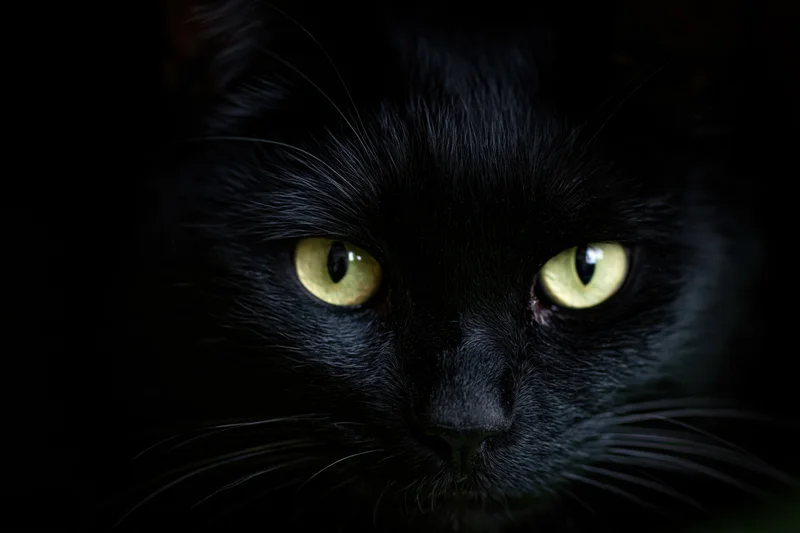 Black cat with intense yellow eyes staring directly at camera in near-total darkness