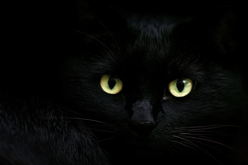 Black cat with glowing green eyes staring intensely from the dark