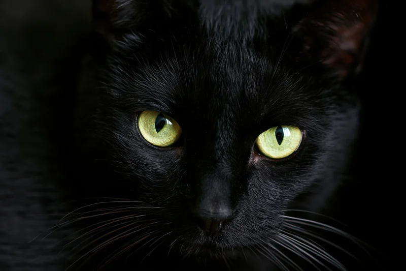 Black cat staring directly into camera with intense yellow eyes in closeup portrait