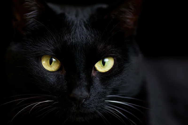 Black cat staring directly into camera face filling the frame