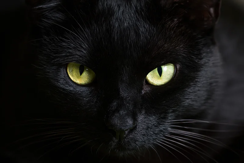 Black cat staring directly into camera with intense yellow eyes in closeup portrait