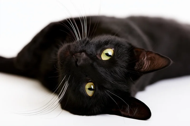 Black domestic cat lying on its side with head tilted upward on white background