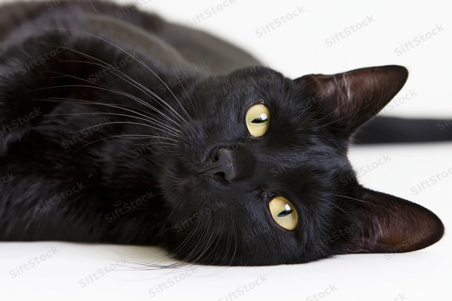 Black domestic cat lying on its side with head tilted upward on white background