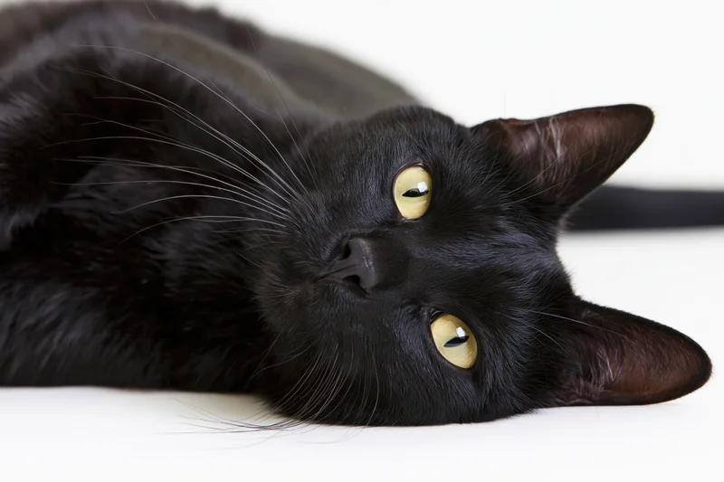 Black domestic cat lying on its side with head tilted upward on white background