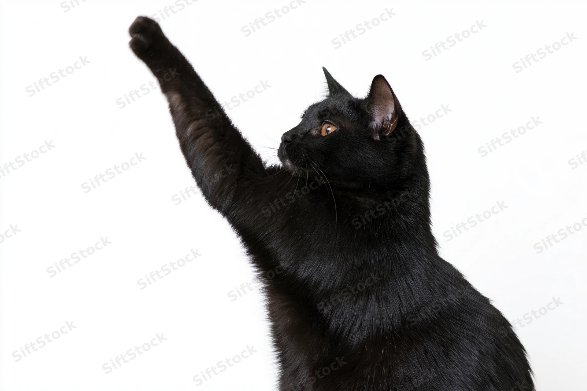 Black domestic shorthair cat raising front paw in profile against white background