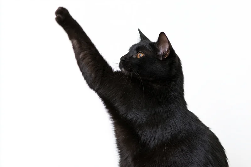 Black domestic shorthair cat raising front paw in profile against white background