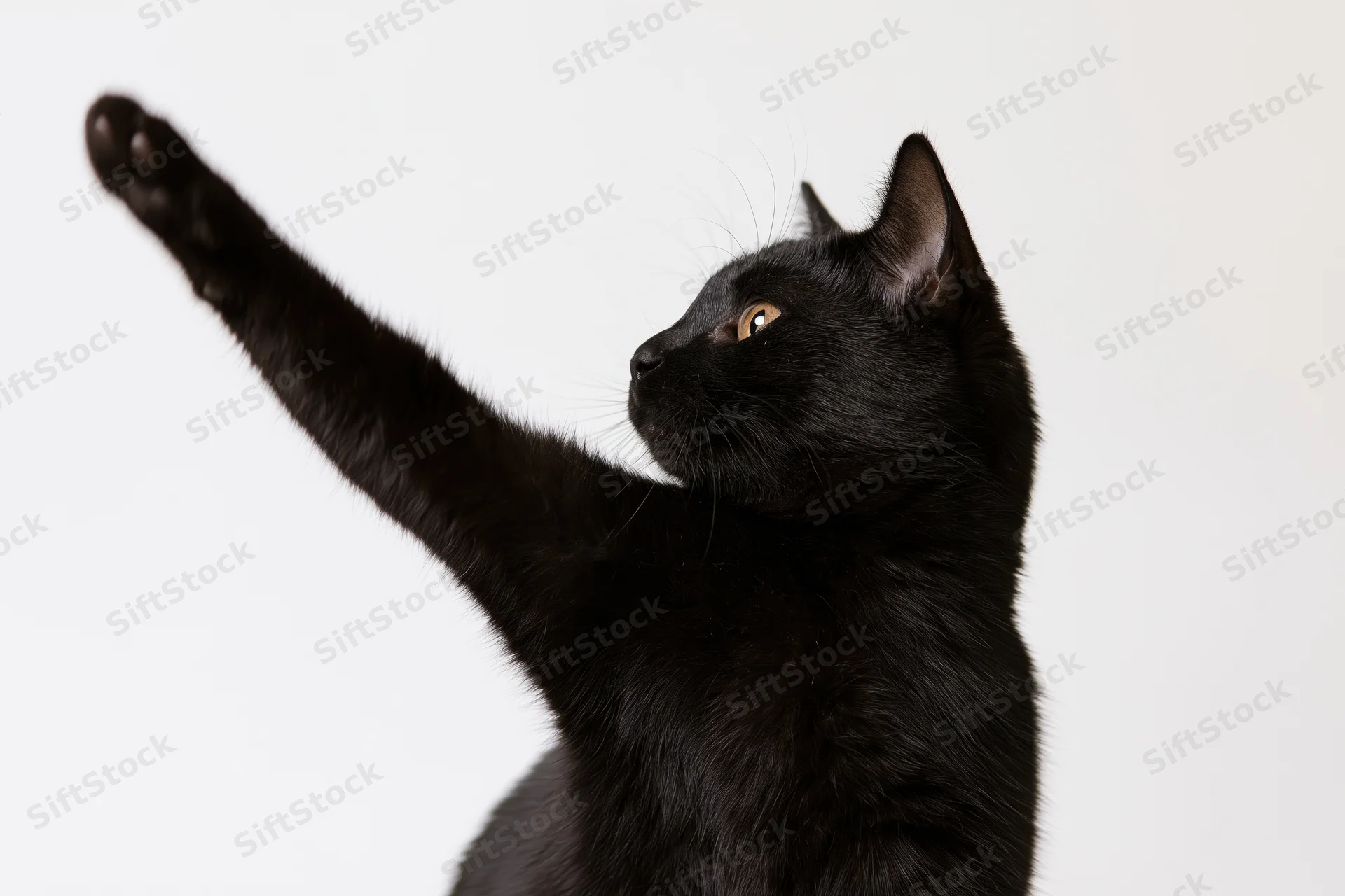 Black domestic shorthair cat raising front paw upward in studio portrait