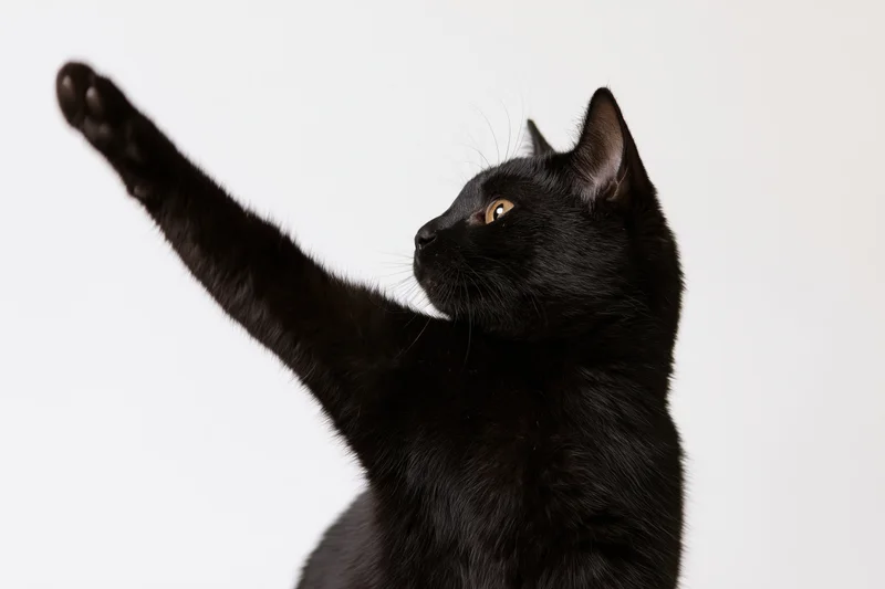 Black domestic shorthair cat raising front paw upward in studio portrait