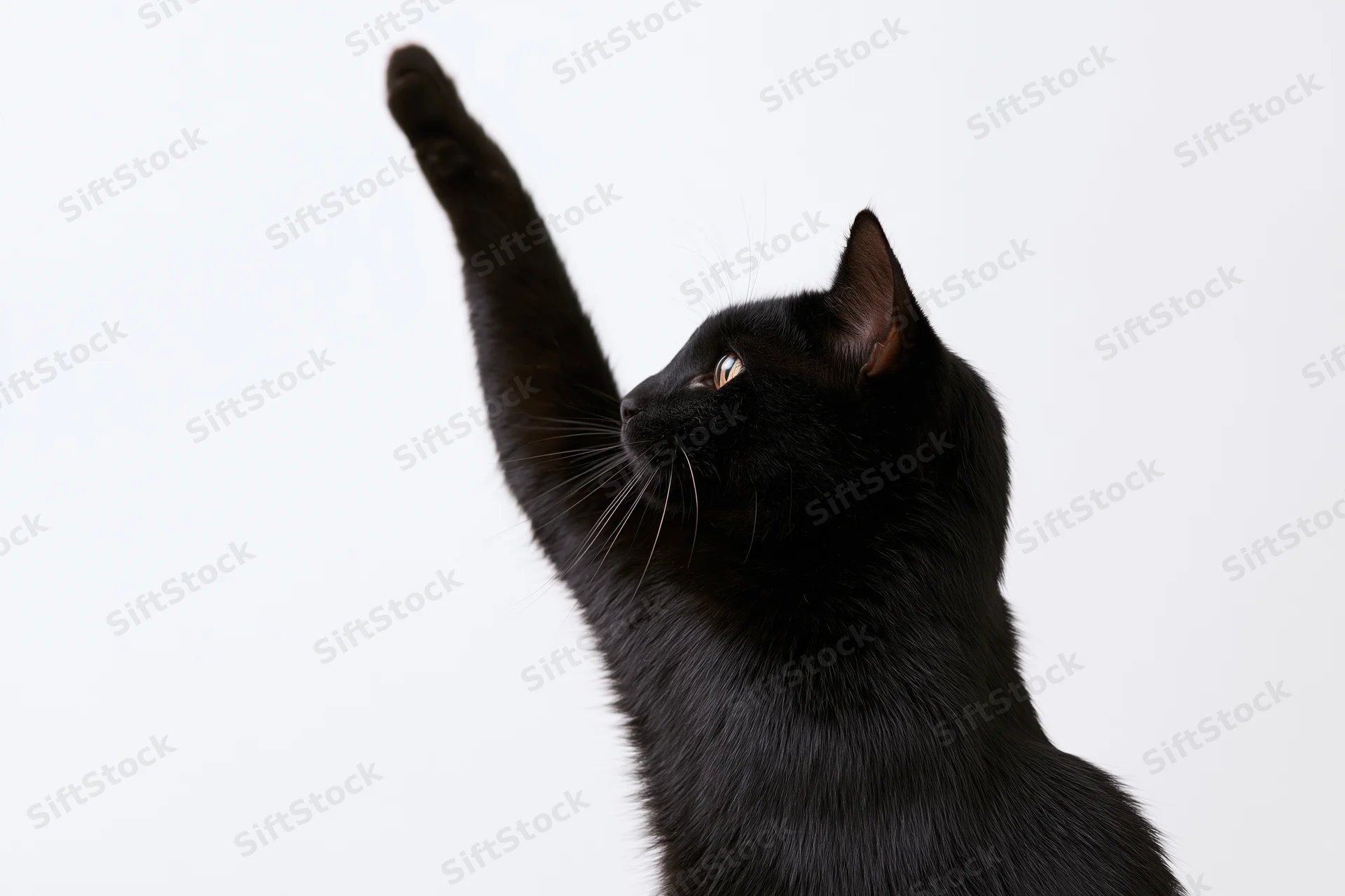 Black domestic shorthair cat raising one paw in profile against white background