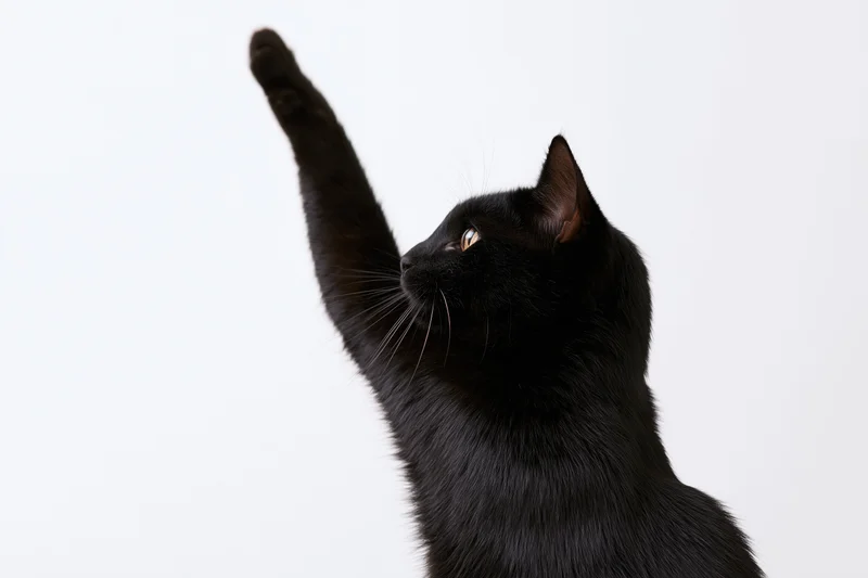 Black domestic shorthair cat raising one paw in profile against white background