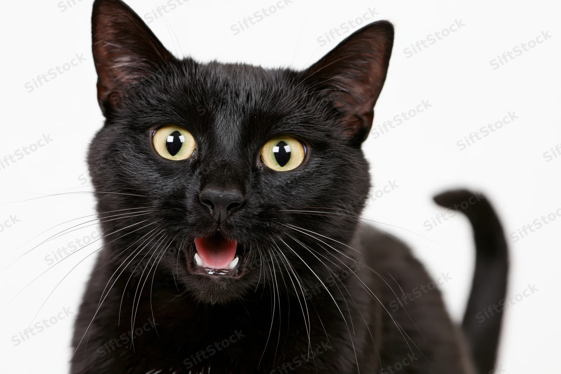 Black domestic shorthair cat with wide yellow-green eyes and open mouth in studio portrait