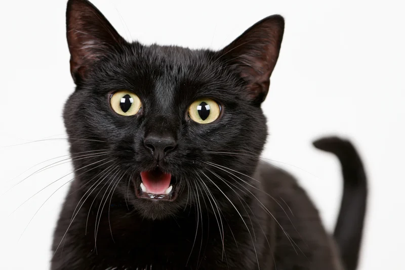 Black domestic shorthair cat with wide yellow-green eyes and open mouth in studio portrait