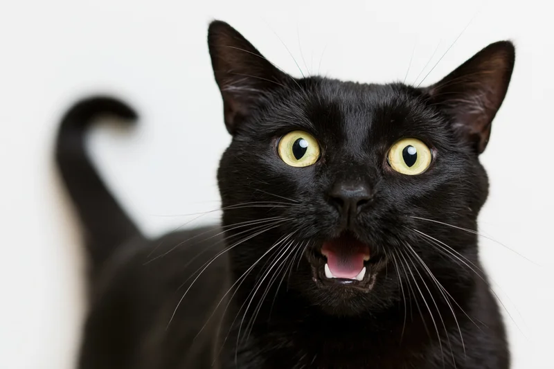 Black domestic shorthair cat with wide open yellow-green eyes and open mouth against white background