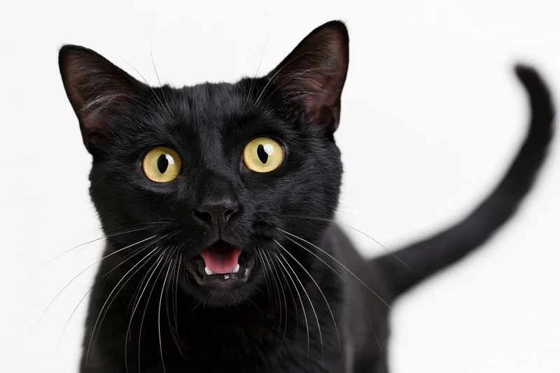 Black domestic shorthair cat with wide yellow-green eyes and open mouth in studio portrait against white background