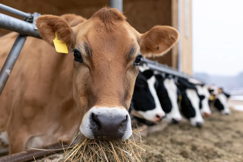 Brown dairy cow chewing hay in a barn with other cows behind it