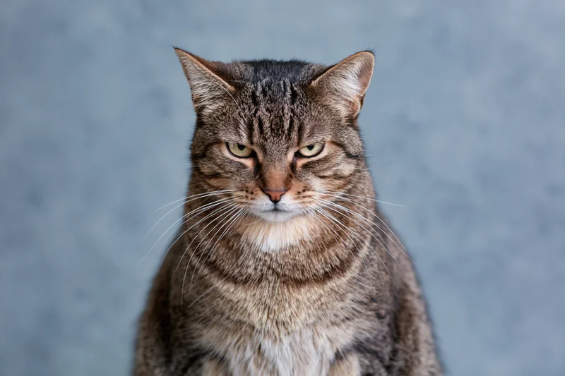 Brown tabby cat sitting upright looking directly at camera with alert expression against blurred gray background