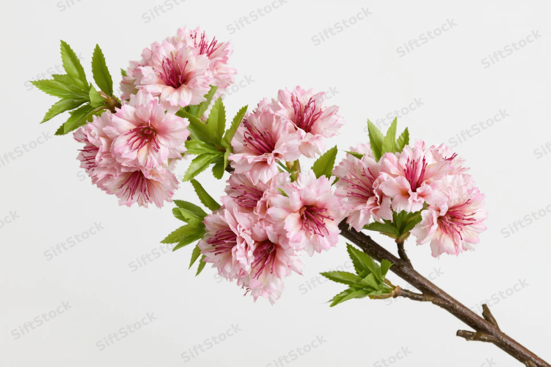 Cherry blossom branch with clusters of pink flowers and green leaves on white background
