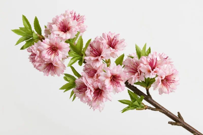 Cherry blossom branch with clusters of pink flowers and green leaves on white background