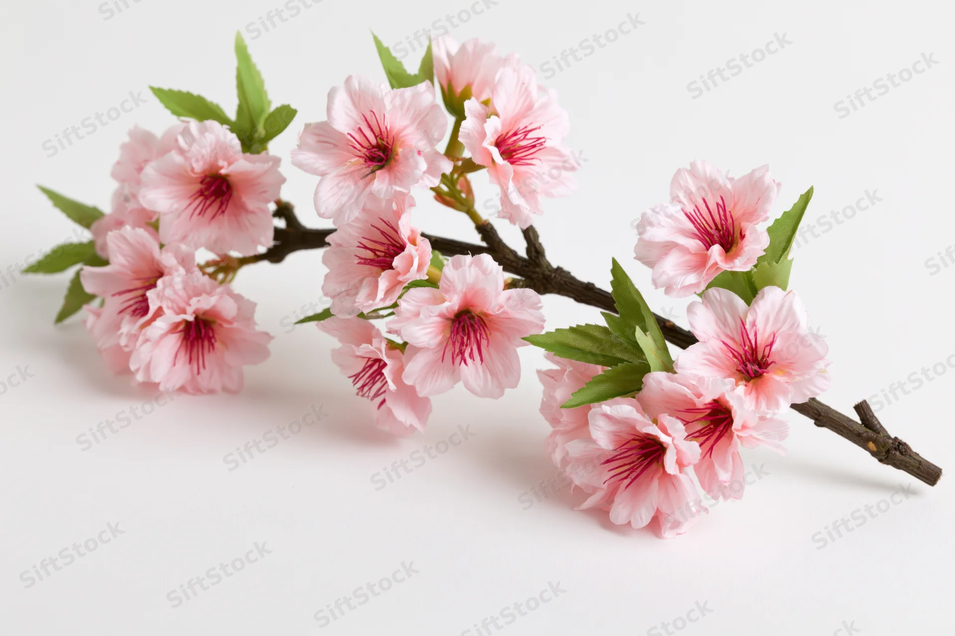Cherry blossom branch with clusters of pink flowers and green leaves on white background