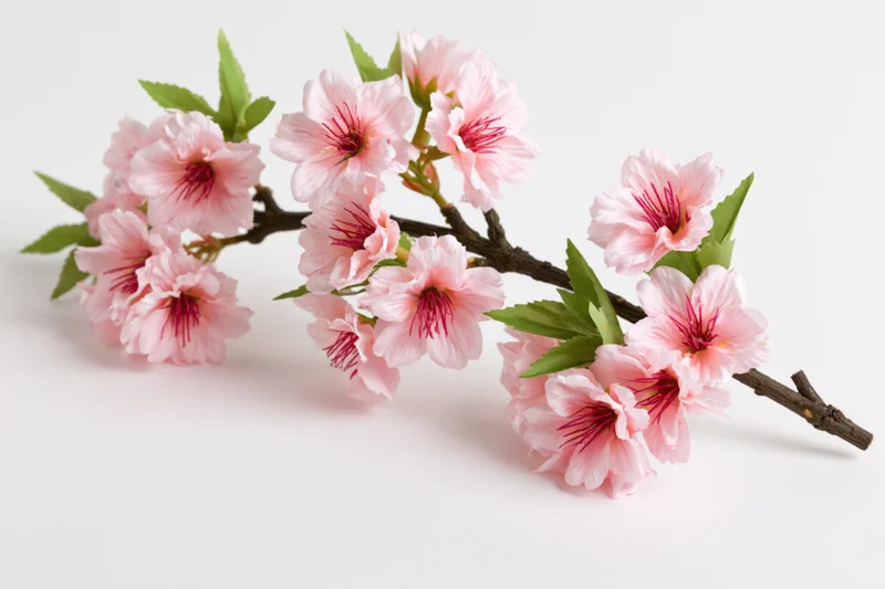 Cherry blossom branch with clusters of pink flowers and green leaves on white background