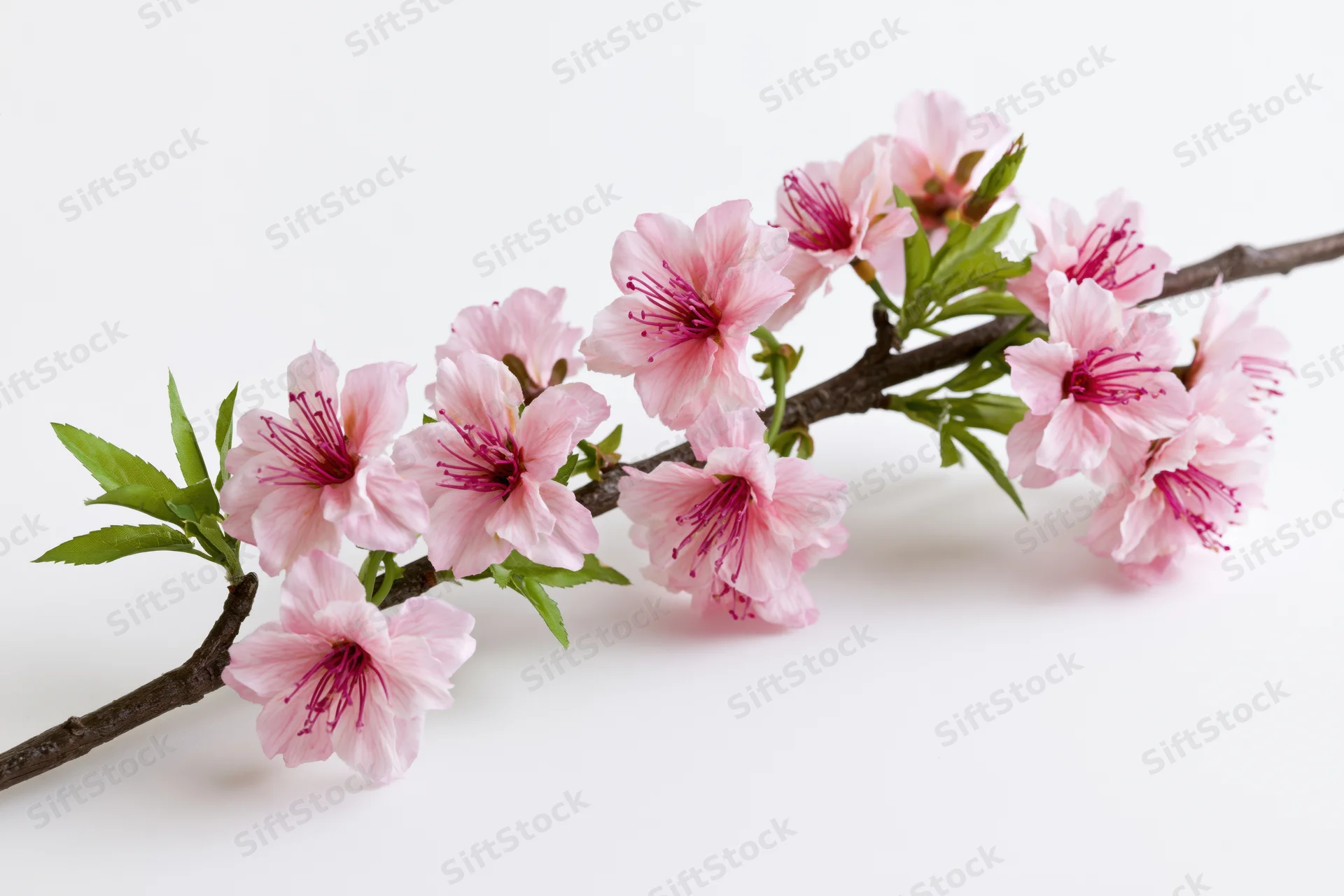 Cherry blossom branch with pink flowers and green leaves on white background