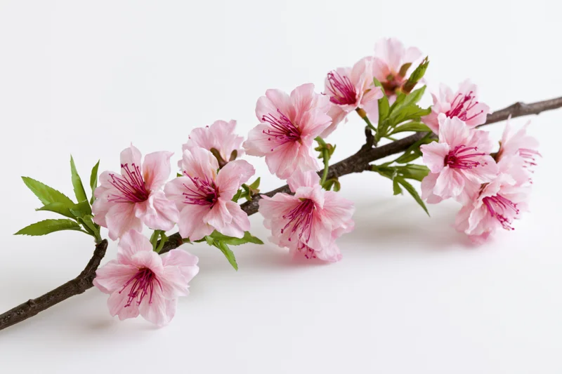 Cherry blossom branch with pink flowers and green leaves on white background