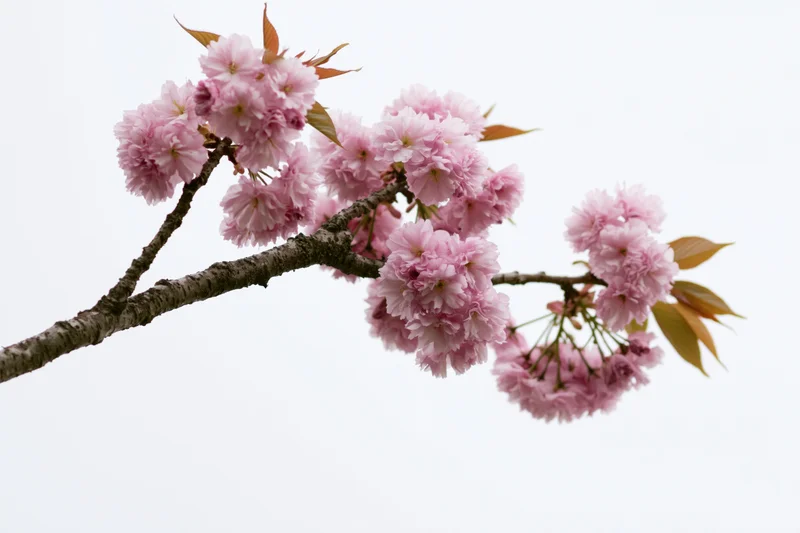 Cherry blossom branch with clusters of soft pink flowers against a white sky