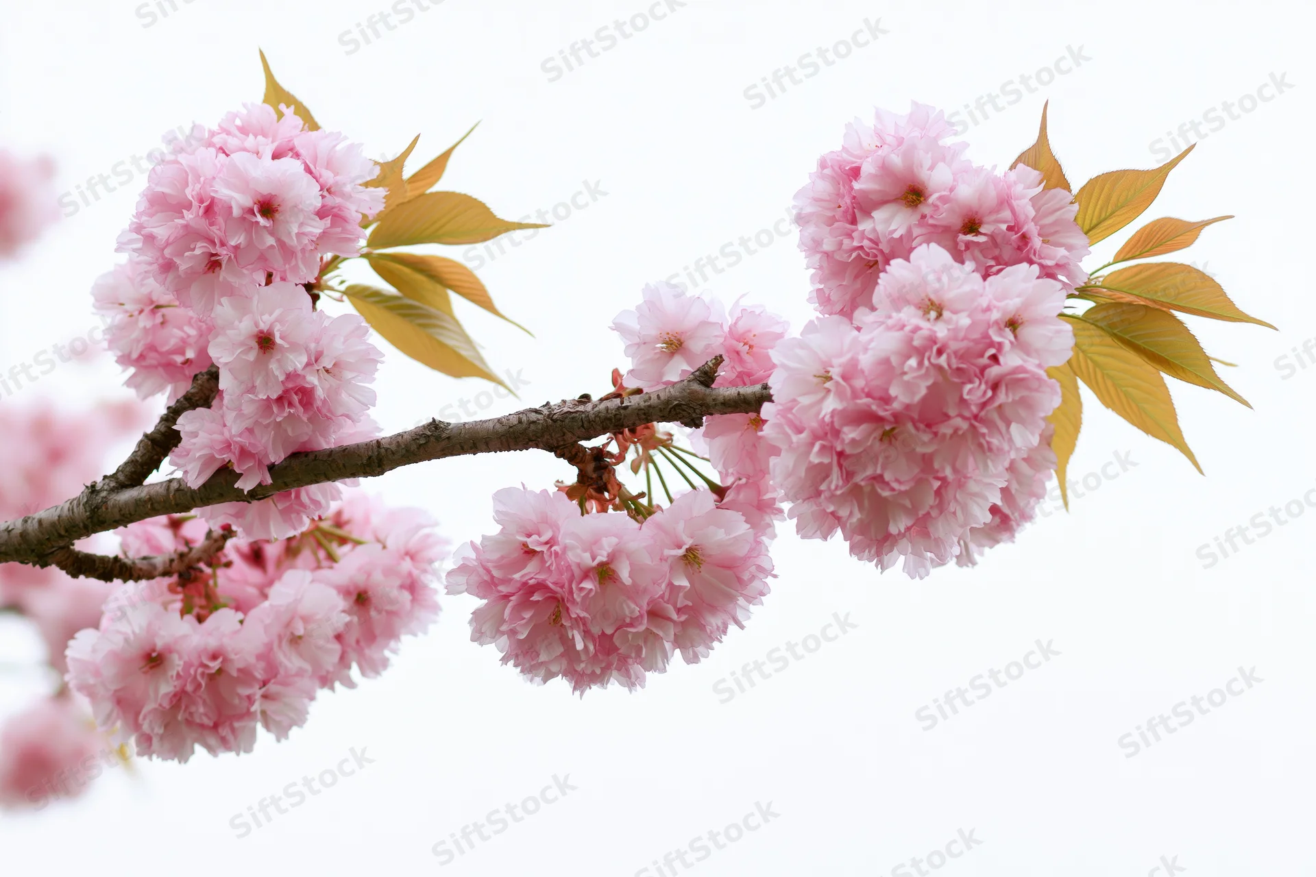 Cherry blossom branch with clusters of soft pink flowers and yellow leaves against white background