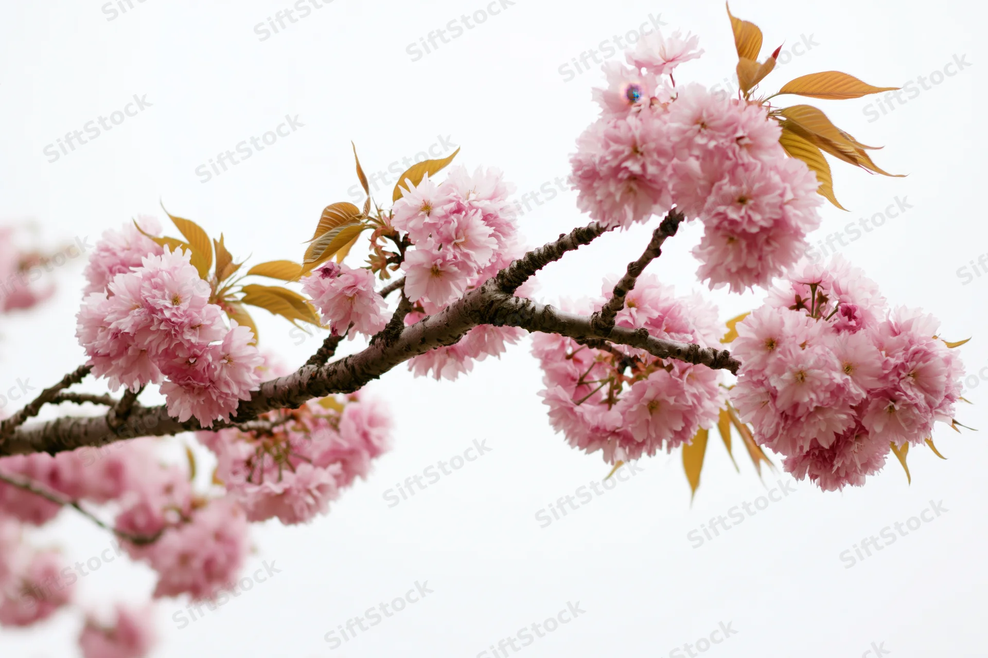 Cherry blossom branch with clusters of soft pink flowers and new leaves against a bright sky