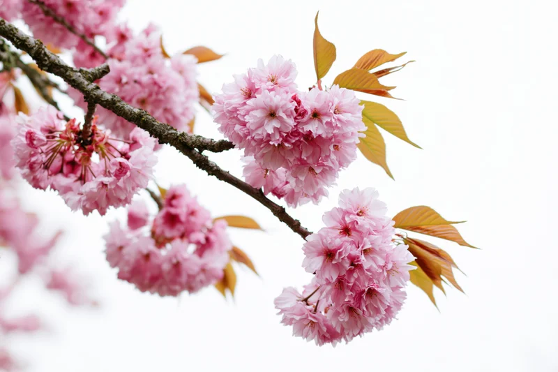 Cherry blossom branch with clusters of soft pink flowers and new leaves against a white background