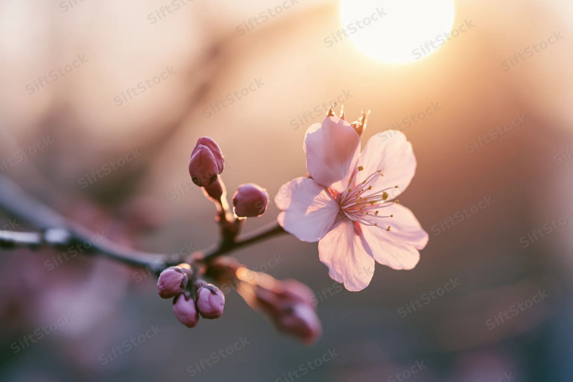 Cherry blossom branch with one open flower and buds backlit by warm sunlight
