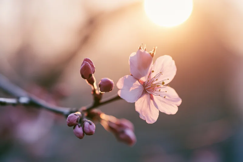 Cherry blossom branch with one open flower and buds backlit by warm sunlight