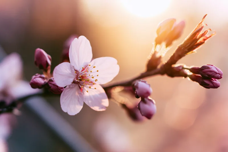 Cherry blossom branch with one open flower and buds in soft sunlight