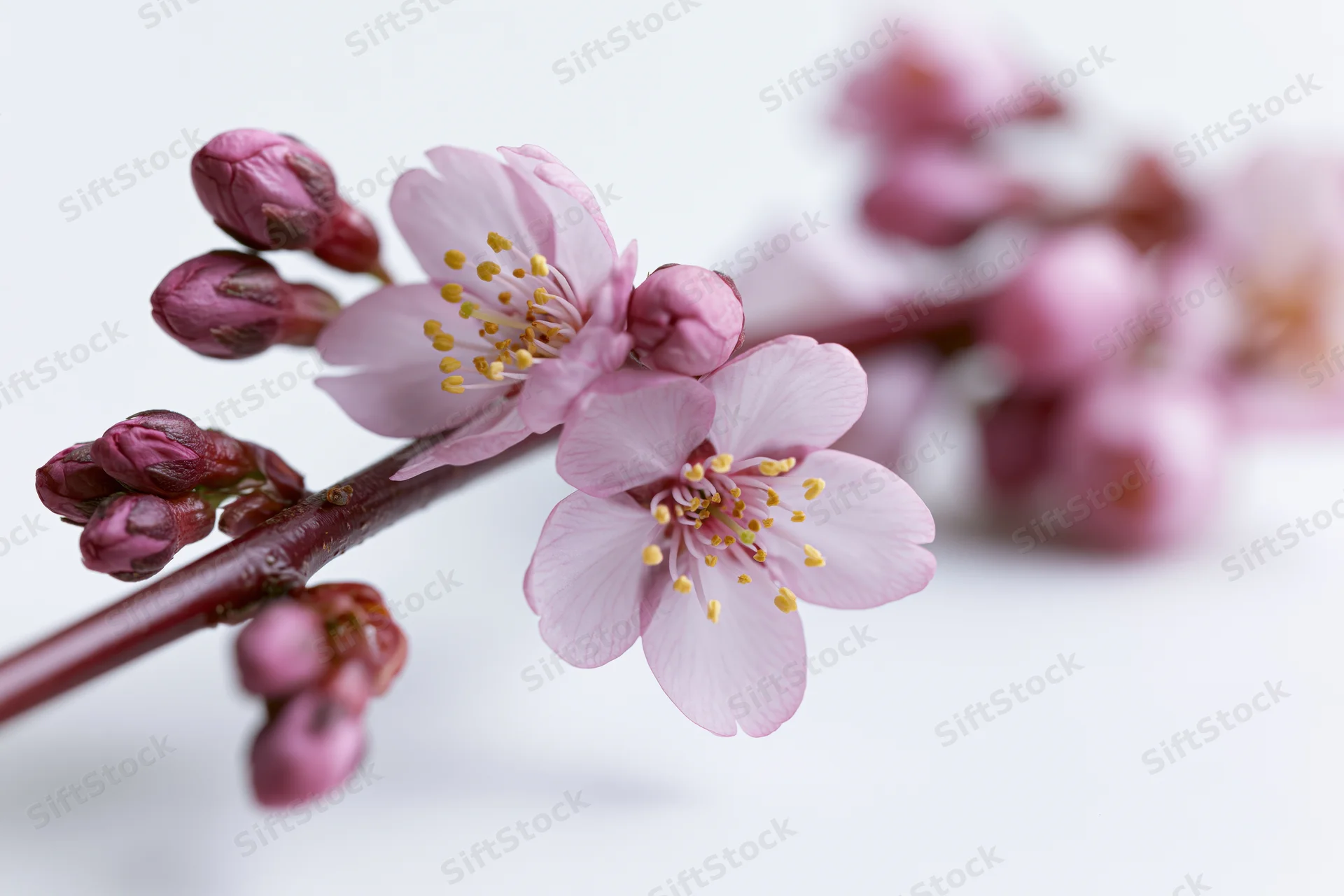 Cherry blossom branch with open pink flowers and tight buds on white background